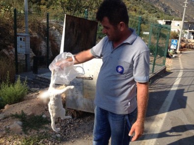 Antalya'da Kedi Katliamı