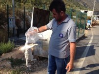 SOKAK KEDİSİ - Antalya'da Kedi Katliamı