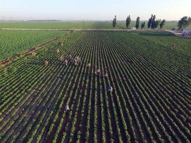 Şanlıurfa'da 145 Bin Kök Kenevir Bitkisi Ele Geçirildi