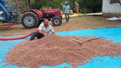 Akçakoca'da Fındık Harmana İndi
