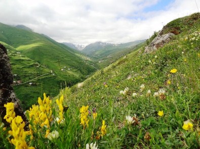 Anzer Balı'nda Rekor Üretim