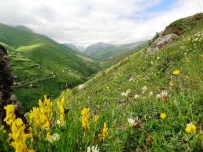 HACETTEPE - Anzer Balı'nda Rekor Üretim