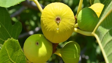 Aydın'da 'İyi Tarım' Uygulamaları Ele Alındı