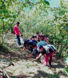 Batmanlı 5 Bin Genç Karadeniz'de Fındık Topluyor