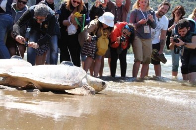 Bodrum'da Caretta Carettalar Kendilerini Sevmek İsteyen 5 Kişiyi Yaraladı