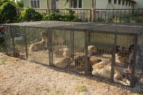 SAFFET ACAR - Dinar'da Sokak Köpekleri Kısırlaştırılıyor
