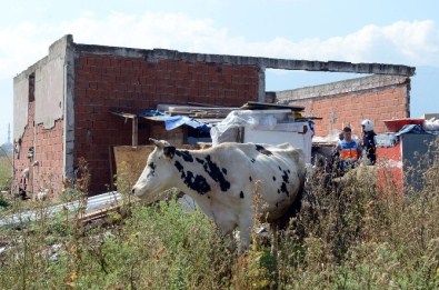 Kaçak Hayvan Satış Yerleri Yıkıldı