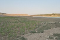TARIM ÜRÜNÜ - Keşan'da İçme Suyunu Karşılayan Barajın Kuruyan Alanlarına Ürün Ektiler
