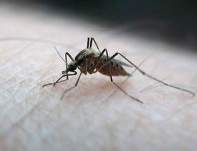 Zika virüsü spermde 6 ay yaşayabiliyor