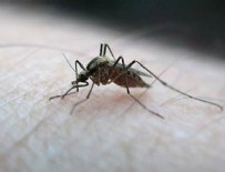 ZİKA VİRÜSÜ - Zika virüsü spermde 6 ay yaşayabiliyor