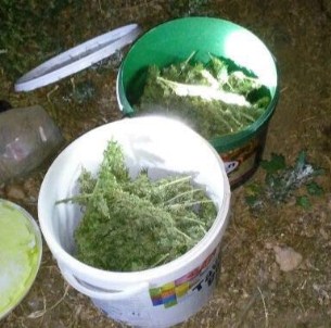 Güroymak'ta Uyuşturucu Operasyonu