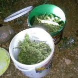 Güroymak'ta Uyuşturucu Operasyonu