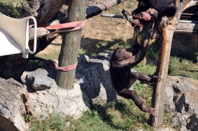Sıcaktan Bunalan Şempanzeler Dondurulmuş Meyveler İle Serinletildi