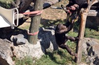FARUK YALÇIN HAYVANAT BAHÇESİ - Sıcaktan Bunalan Şempanzeler Dondurulmuş Meyveler İle Serinletildi