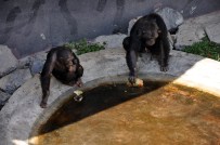 FARUK YALÇIN HAYVANAT BAHÇESİ - Sıcaktan Bunalan Şempanzeler Böyle Serinliyor