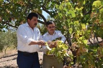 DURASıLLı - Yuntdağı Fıstık Diyarı Oluyor