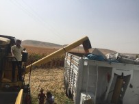 Batman'da Mısır Hasadı Başladı