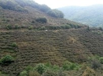 Giresun'da Trafik Kazası Açıklaması 4 Ölü