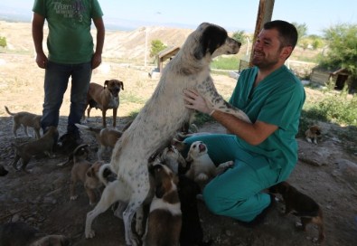 'Satın Almayın Sahiplenin' Kampanyasıyla 550 Sokak Hayvanı Sahip Buldu