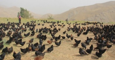 Hakkari'de İlk Defa Doğal Tavuk Çiftliği Açıldı