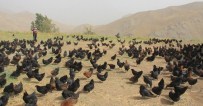 TAVUK ÇİFTLİĞİ - Hakkari'de İlk Defa Doğal Tavuk Çiftliği Açıldı