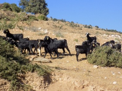 Kurban Öncesi Karacasulu Çobanları İşsizlik Korkusu Sardı