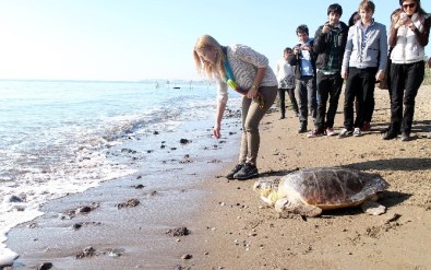 Deniz Kaplumbağalarının Doğasını İnsanlar Bozuyor