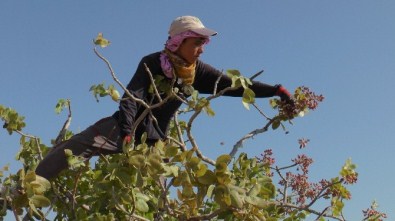 Gaziantep'te 45 Dereceyi Bulan Sıcakta 45 TL Yevmiye İçin Çalışıyorlar