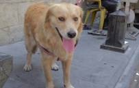 Kendine Emanet Edilen Köpeğe Araç Çarpınca, Panik Yaşadı