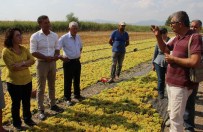 TUR YıLDıZ BIÇER - CHP Heyetinden Üzüm Bağlarında İnceleme
