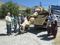 KOZLUCA - Genç Çiftçilere Hayvanları Dağıtılıyor