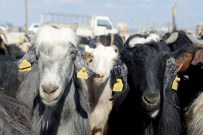 KURBANLIK HAYVAN - Meram'da Kurban Pazarına Kayıtlar Başladı
