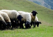 İLAÇ PARASI - Yaylalardaki Kurbanlıklar Kurban Pazarına İnmeye Hazırlanıyor