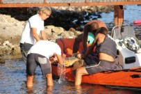 ORTAKENT - Caretta Carettayı Kurtarmak İçin Seferber Oldular