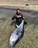 ORKİNOS - Dev Balığı Zıpkınla Vurdu