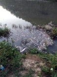 GÖKÇESU - Gökçesu Deresi’nde toplu balık ölümü