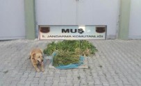 Muş'ta Uyuşturucu Operasyonu