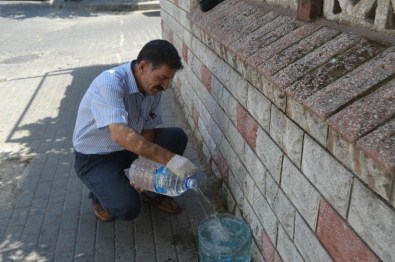 Sokak Hayvanlarına 4 Yıldır Her Gün Su Ve Yemek Veriyor