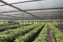 Büyükşehir'den 41 Çiftçiye, 41 Anahtar Teslim Sera