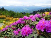 Doğu Karadeniz'in Bitki Envanteri Çıkarılıyor