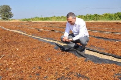 Manisa'da Üzüm Hasadı Ve Kurutma Çalışmaları Devam Ediyor