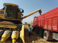 Şanlıurfa'da Mısır Hasadı Devam Ediyor