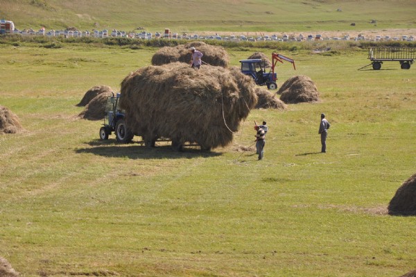 Traktör römorku üzerinde tehlikeli yolculuk