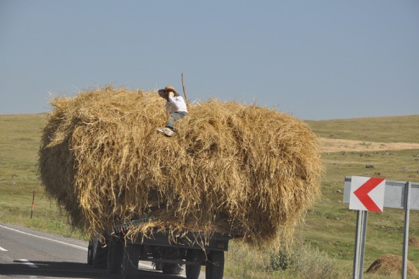Traktör römorku üzerinde tehlikeli yolculuk
