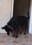 CANLI BOMBA - Bursa'ya Yeni Dedektör Köpek