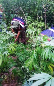 Jandarma'dan Göktepe'de Kenevir Operasyonu