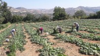 KARNABAHAR - Selendi Tarımı Büyükşehir'le Canlanıyor