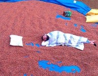 Üretici Fındıkla Yatıyor Fındıkla Kalkıyor