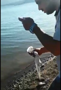 Balık Avlarken Oltasına Kuş Takıldı