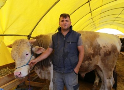 Kurbanlıklar Ankara'ya Gelmeye Başladı